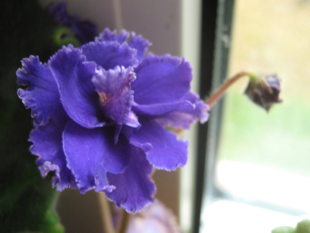 Фиалка - Елена Семигина Фиалка - Елена Семигина