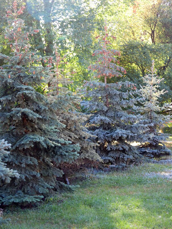 В парке - Андрей Л. В.