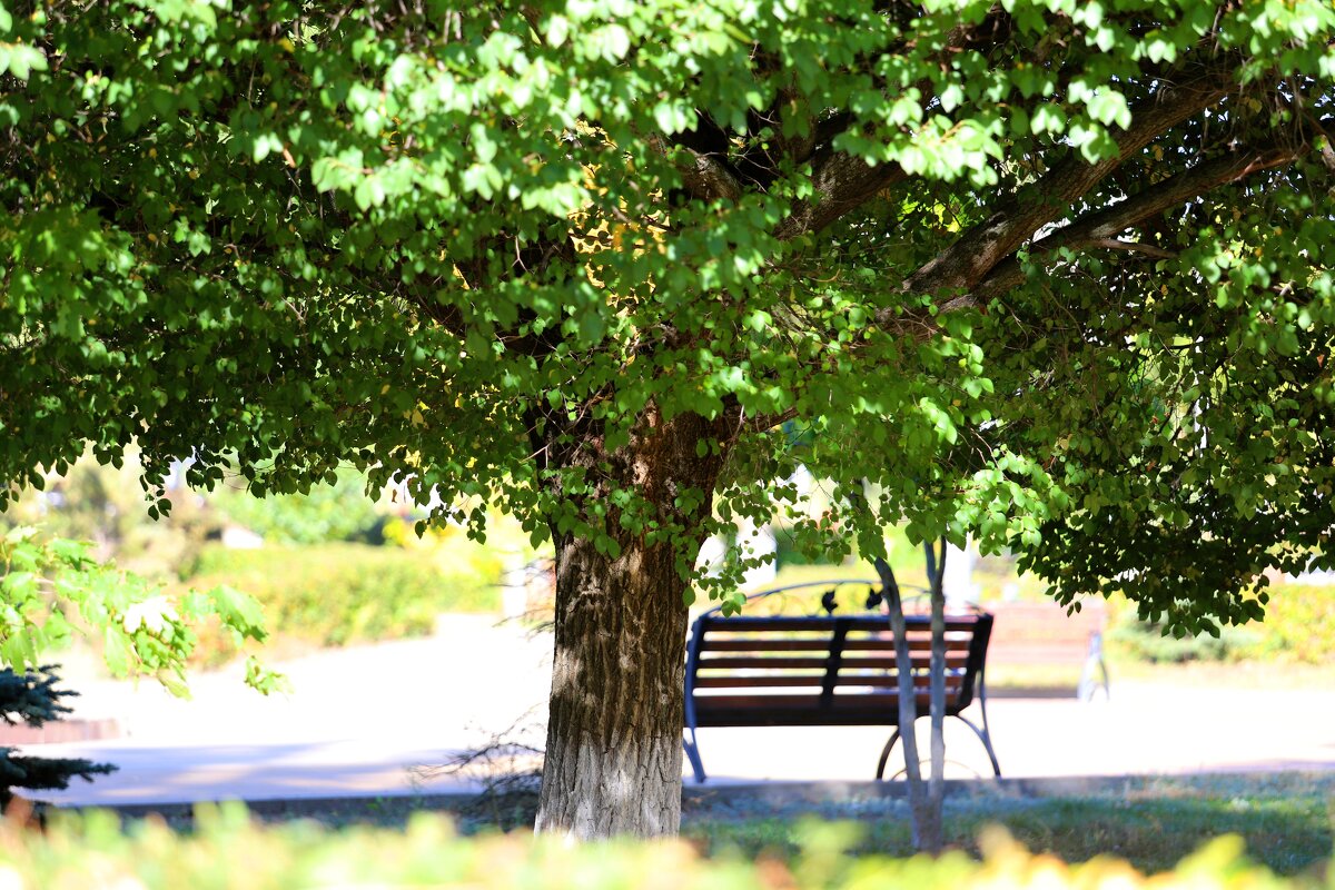 В парке - Андрей Л. В.