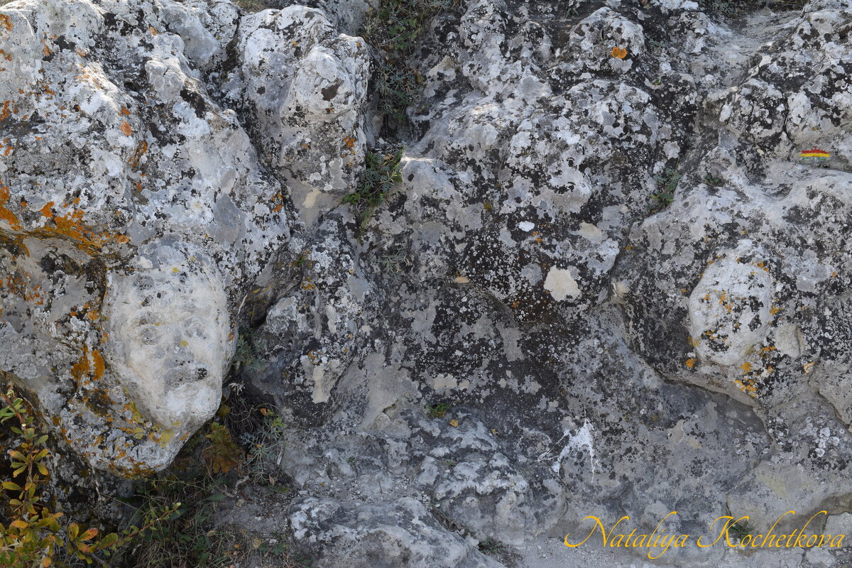 Природа Крыма - Amazing Cosmea