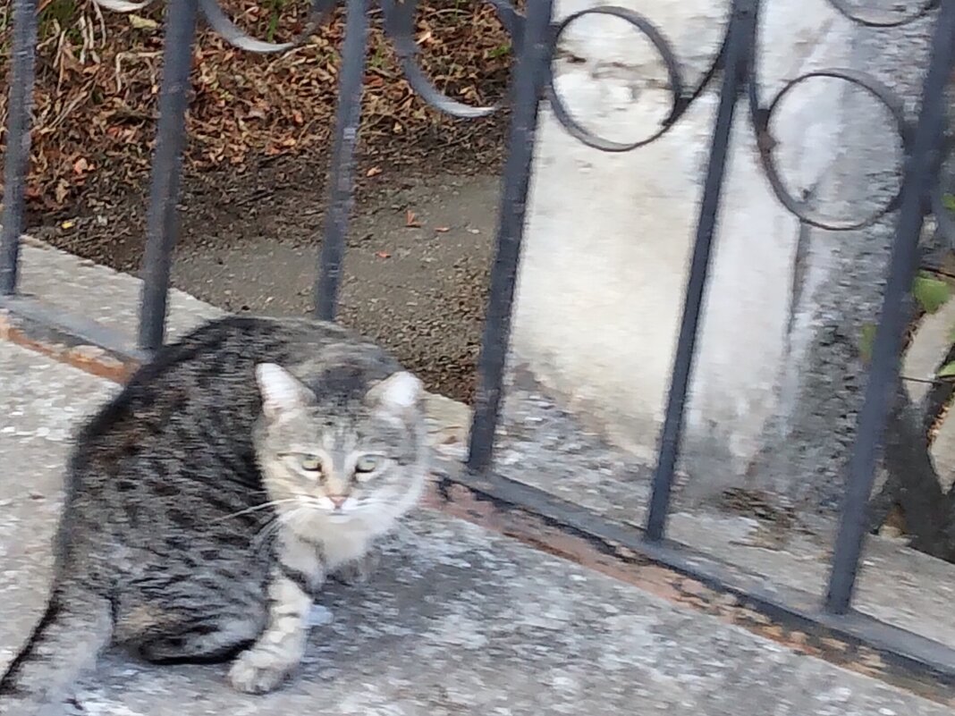 А я че, я нечего))) - Giant Tao /