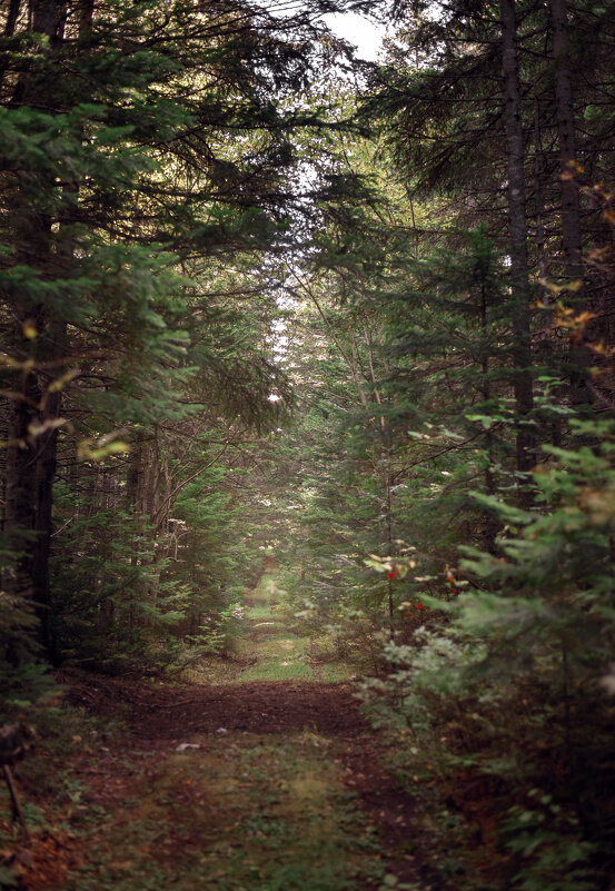 ельник - Елена 