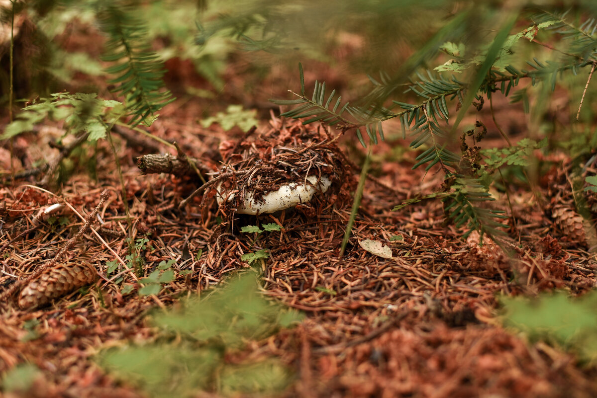 груздь - Елена 