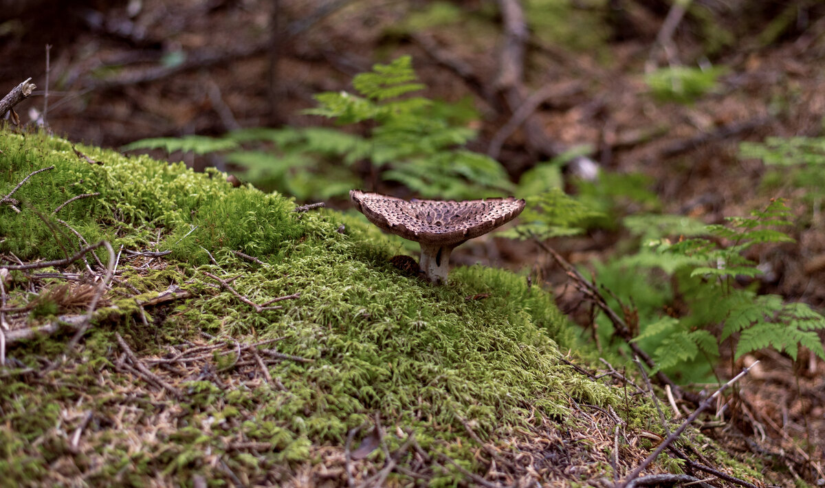 ежовик - Елена 