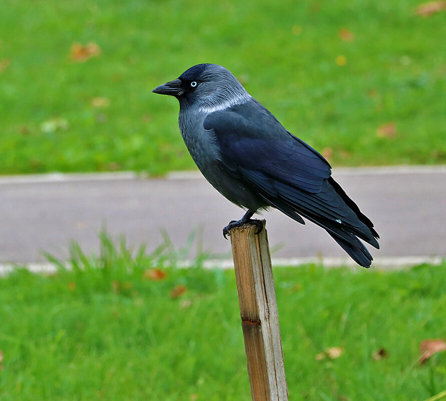Галка на палке - Светлана 