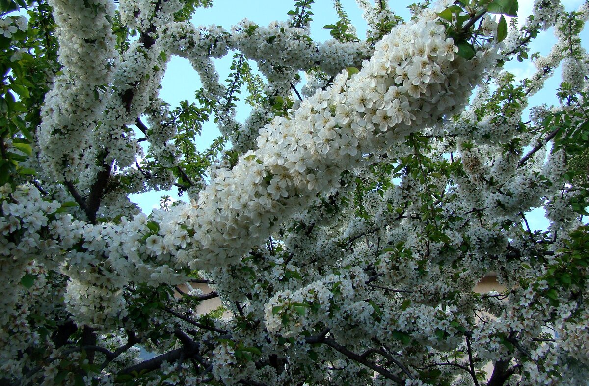 "Будет апрель!" Ю.Левитанский - Syntaxist (Светлана)