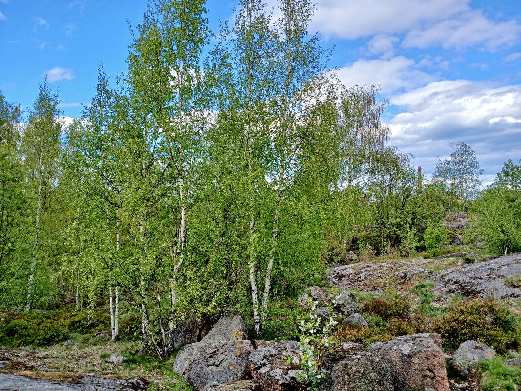 И на камнях растут деревья... - Лия ☼