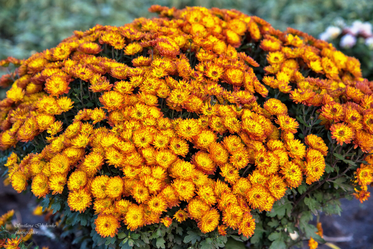 Осенняя красота - Светлана Ищенко