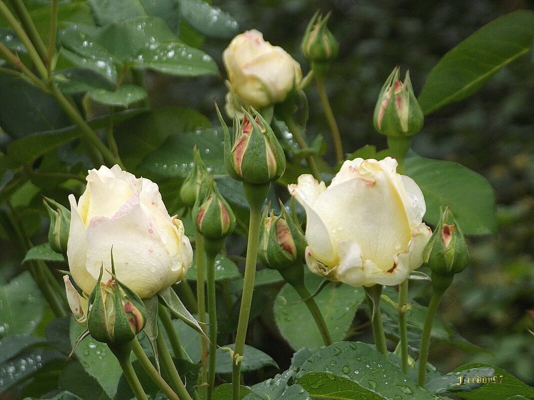 Под дождём... - Freddy 97