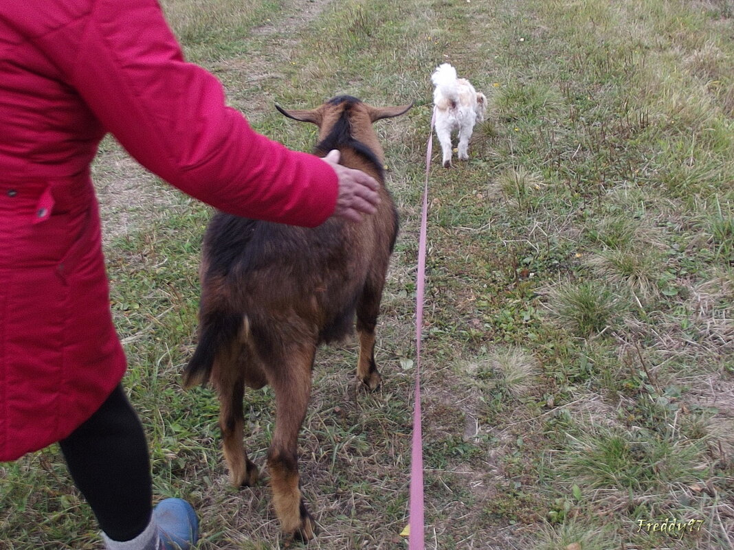 Прогулка с друзьями - Freddy 97