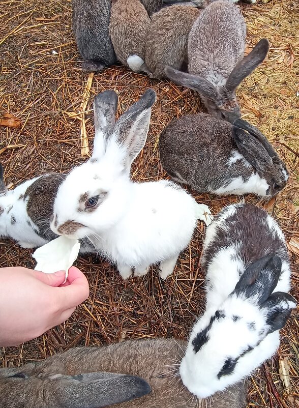 На ферме Цветковых. Кролики. - Pippa 