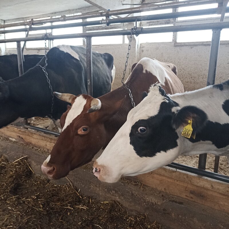 На ферме Цветковых. Коровы. - Pippa 