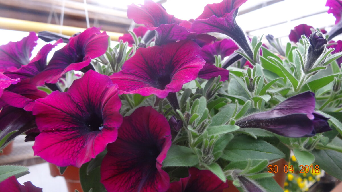 ПЕТУНИИ - СЕРГЕЙ ФИЛОЧКИН