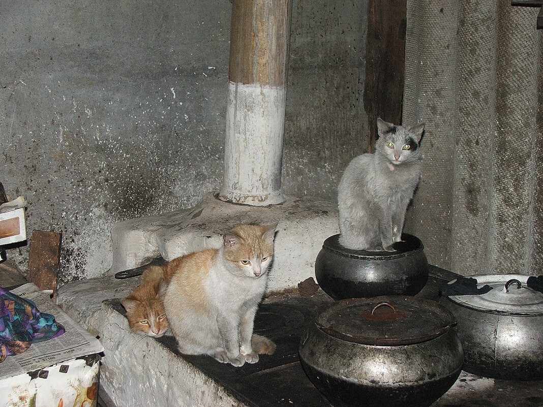 Сельская жизнь. - Владимир Волик
