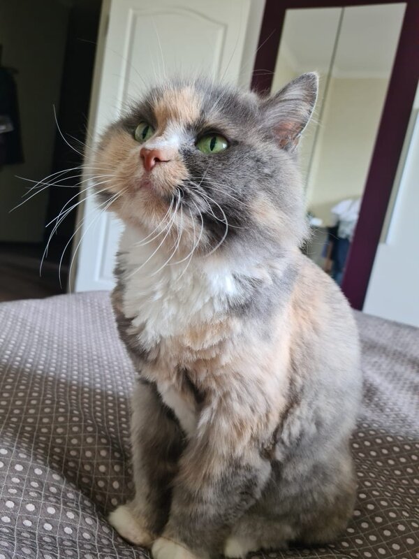 Бася - кошка сестры - Динара Каймиденова