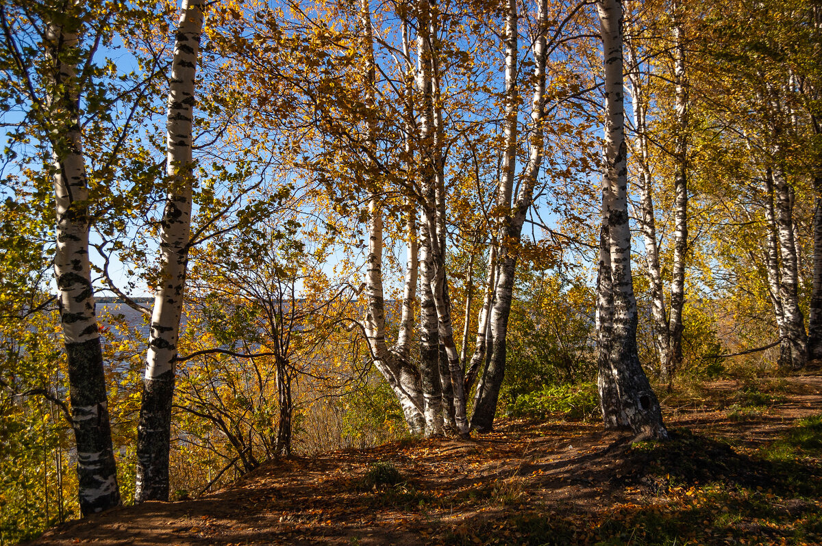 Осенние мотивы - Павел Харлин