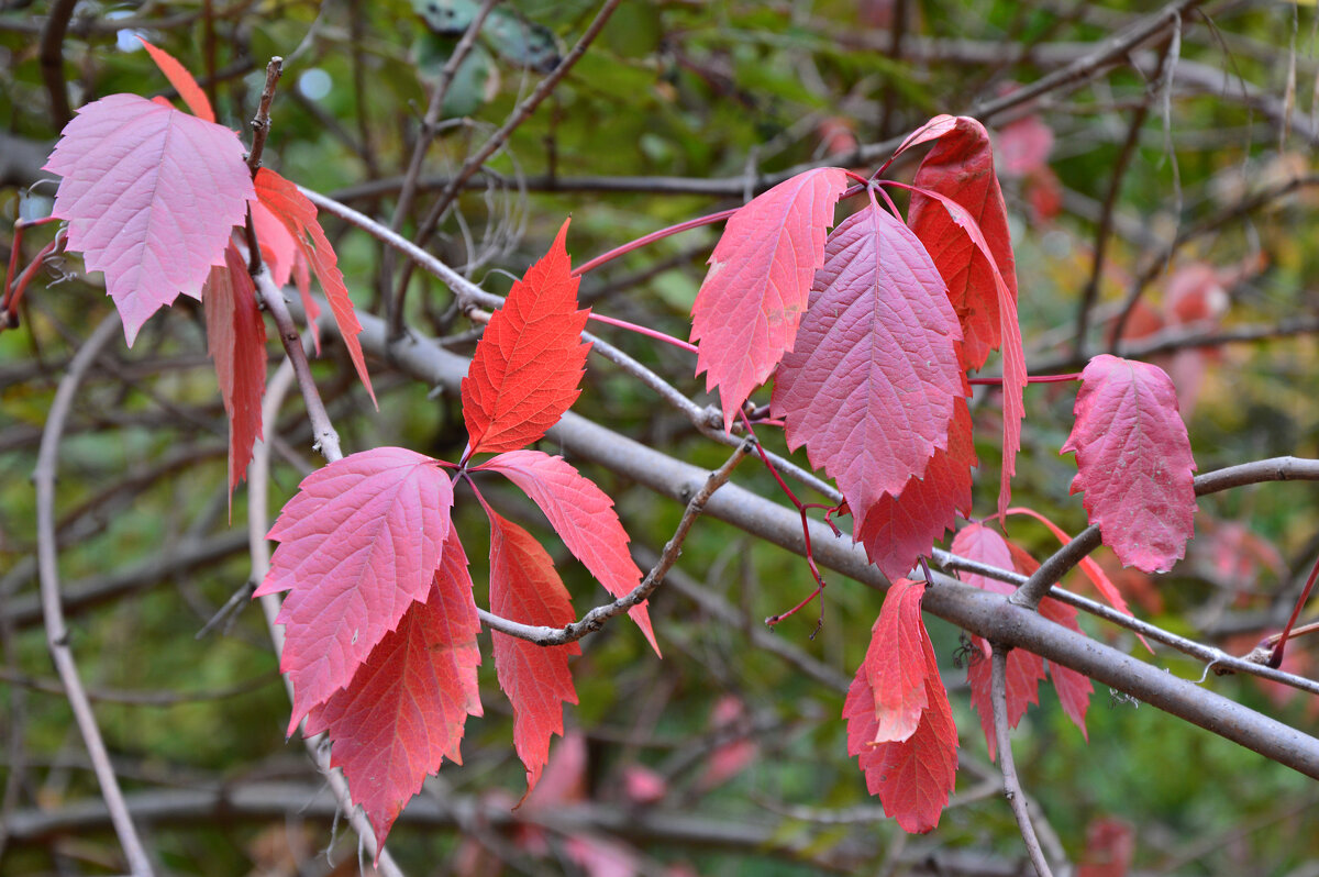 *** - Надежда Куркина 