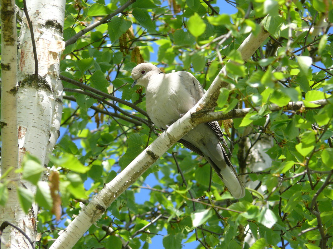 Кольчатая горлица - Елена Елена