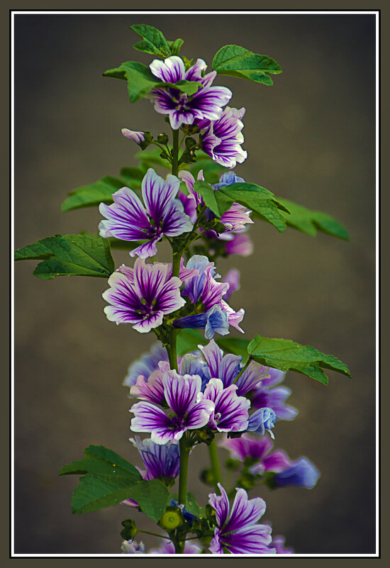 Цветущая веточка - Владимир Кроливец Цветущая веточка - Владимир Кроливец