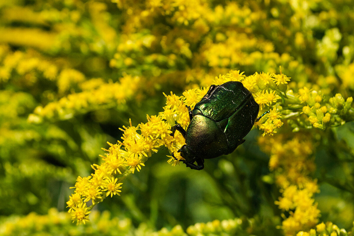 Гармония цвета - Регина 