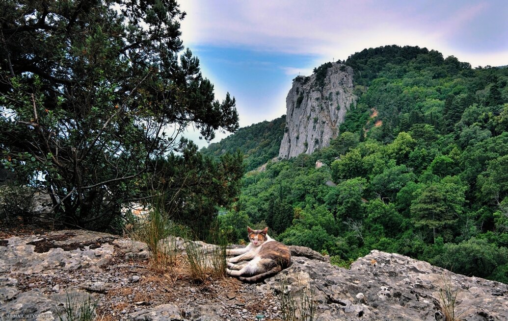 Кот на фоне Крестовой горы - Mikhail Irtyshskiy