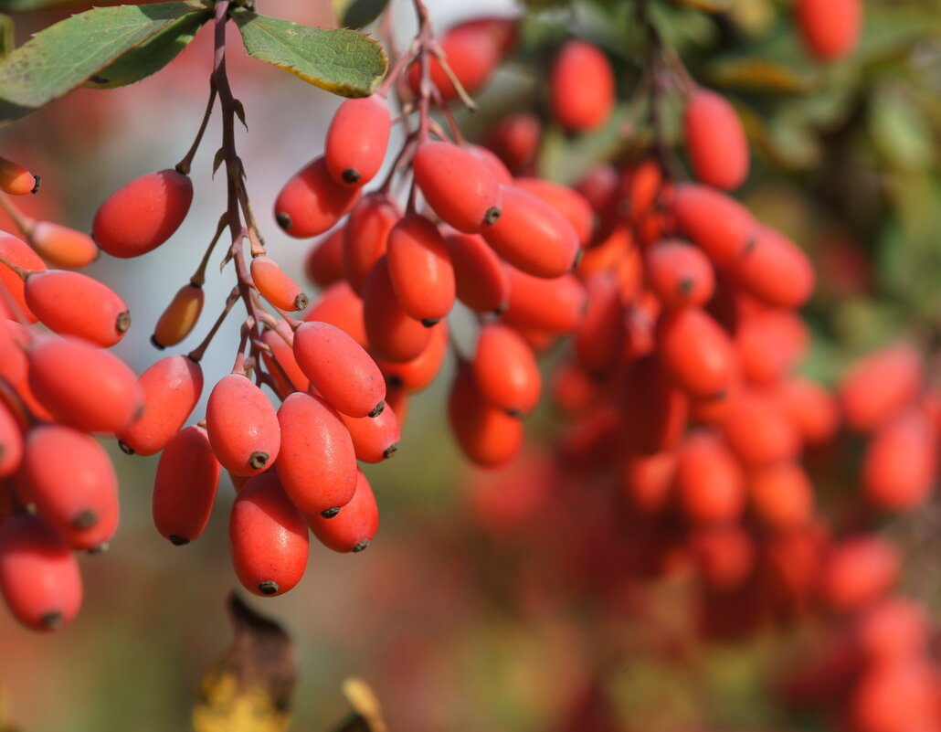 Барбарис - Наталия Григорьева