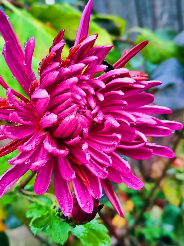 ГЕОРГИН   Purple  City - Анатолий Малобродский