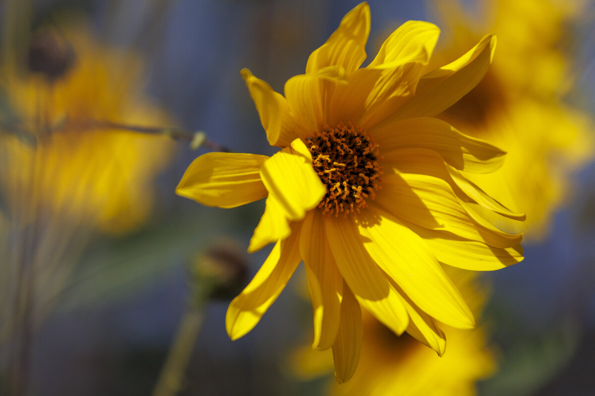 Солнечный цветок (Топинамбур) Взлохмаченный ветром. - Светлана Тихонина