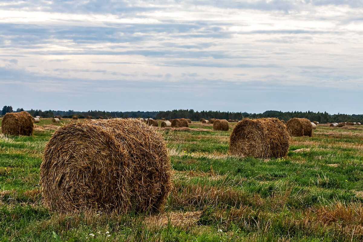 Рулончики - Александр 