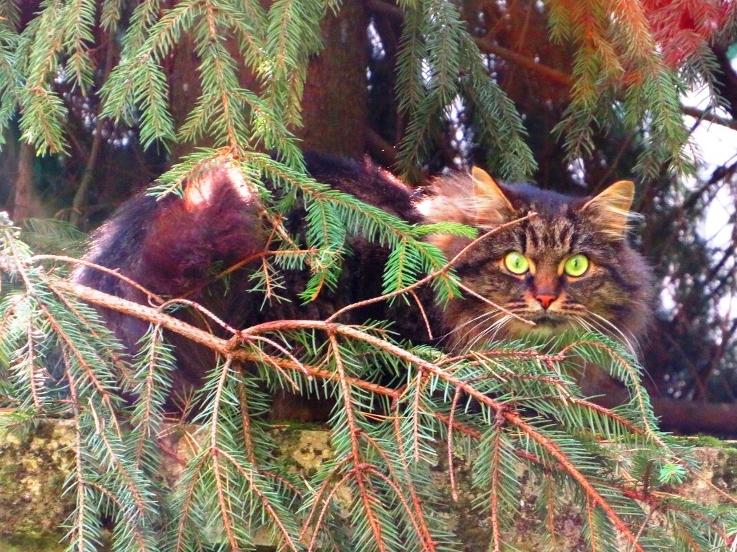 Сидит в засаде - Андрей Снегерёв