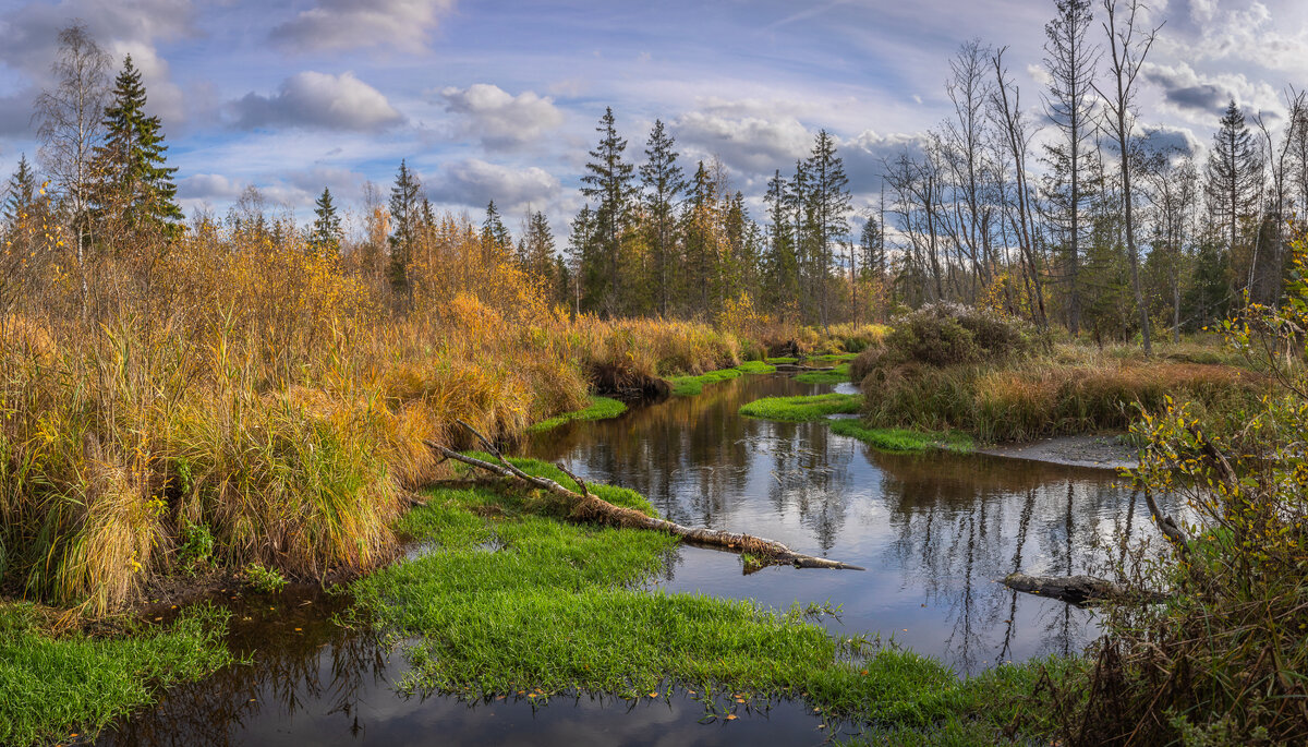 **** - Елизавета .