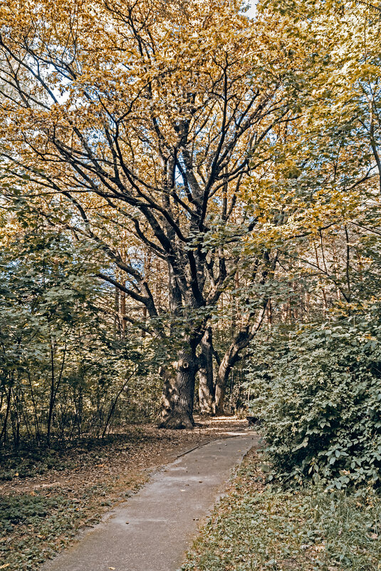 Осенний этюд. - Сергей Фомичев