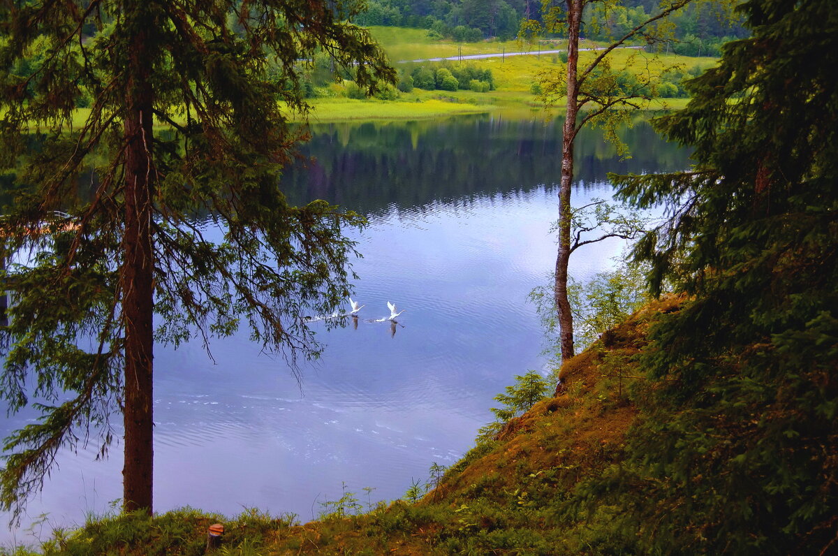 Утро и пара лебедей - Ирэна Мазакина