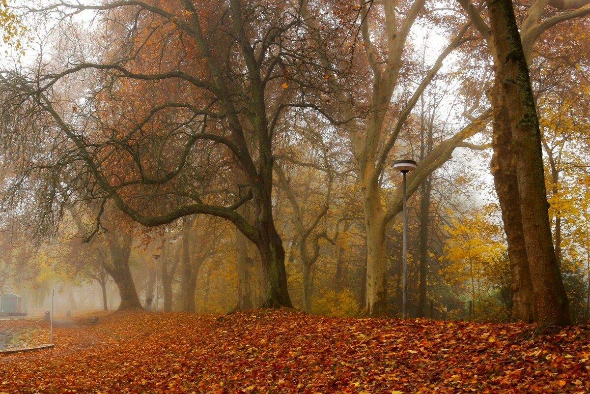 Утро в парке - Юрий. Шмаков