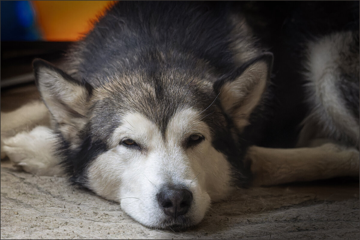 Ярик. - leff Postnov