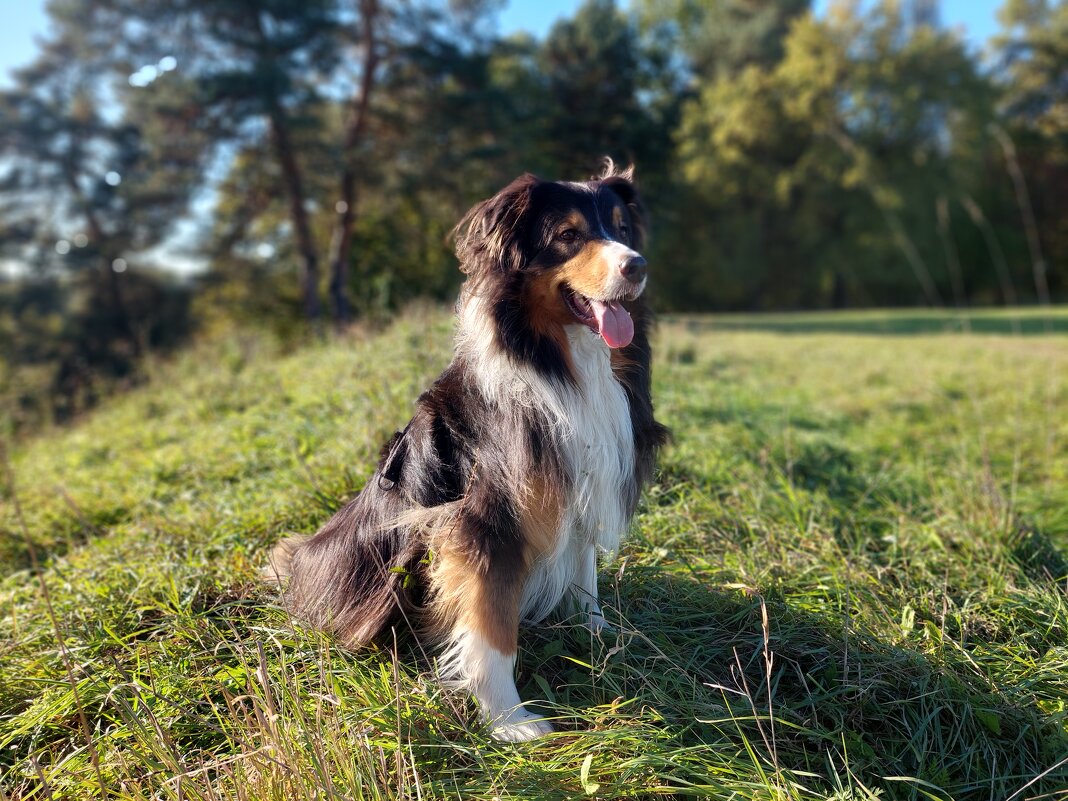 Фантом позирует - Артём 