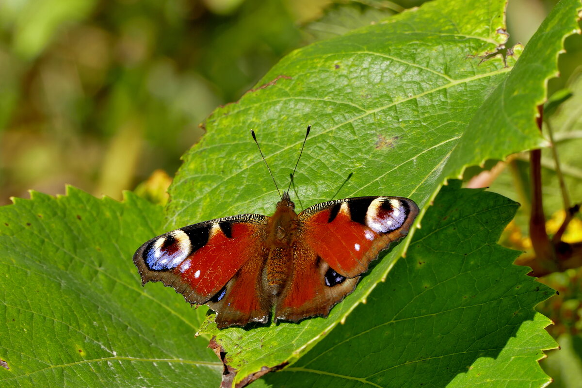 опять про бабочек 23 - Александр Прокудин опять про бабочек 23 - Александр Прокудин