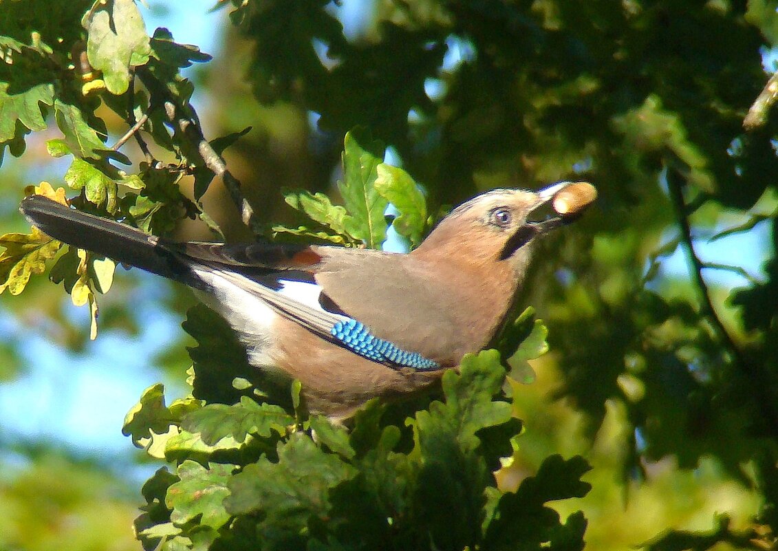 сойка - gawrilа - dan