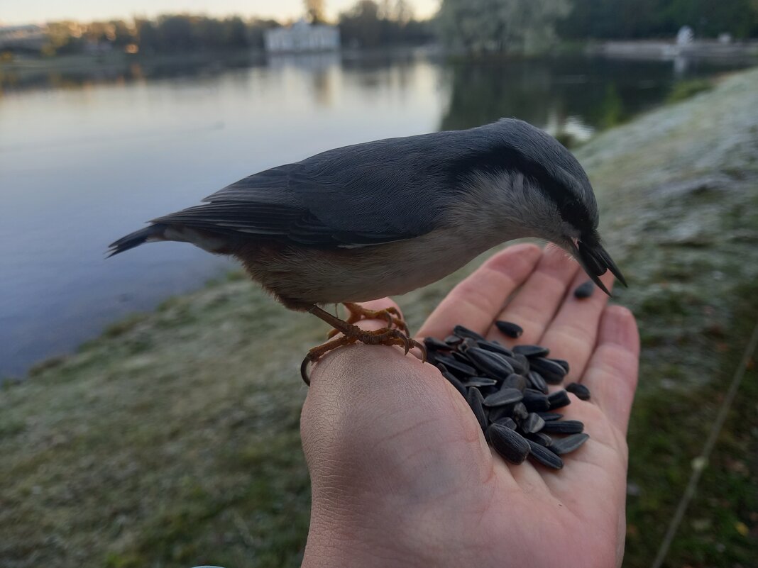 Поползень - Сапсан 