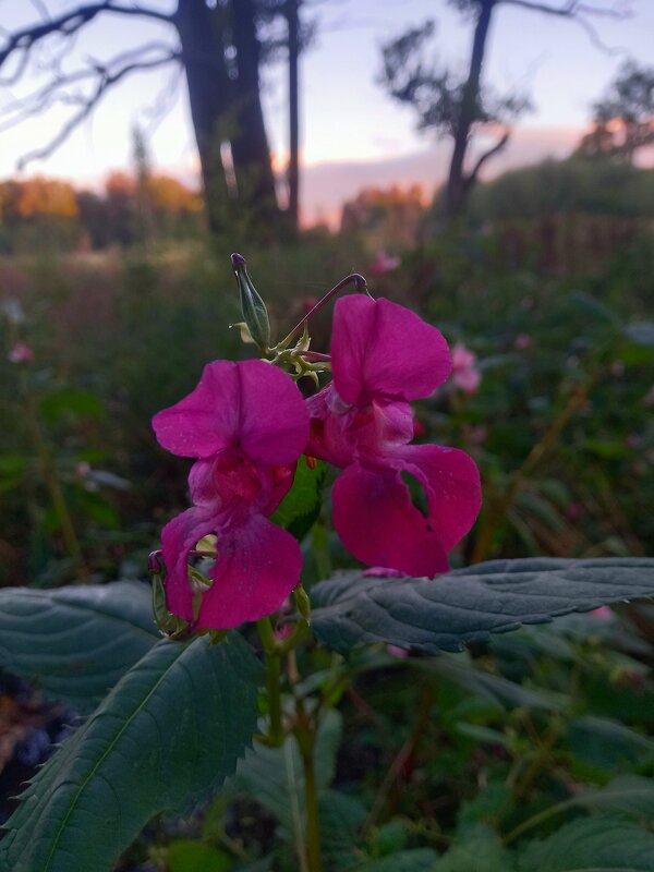 Недотрога - Сапсан 