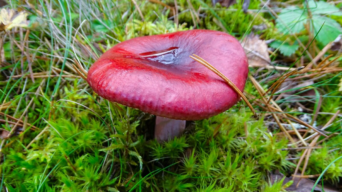 Сыроежка в осеннем лесу. - Милешкин Владимир Алексеевич 