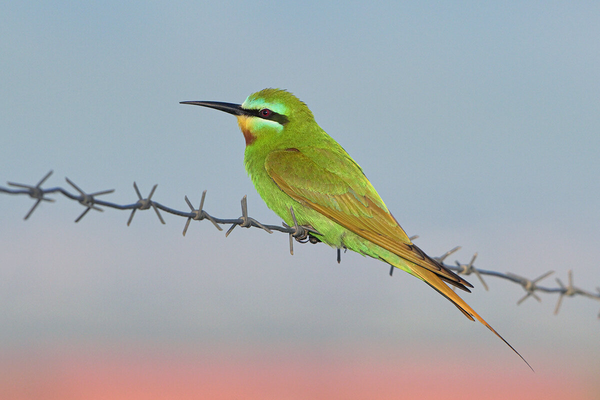 Зелёная щурка - Maxim Lanin