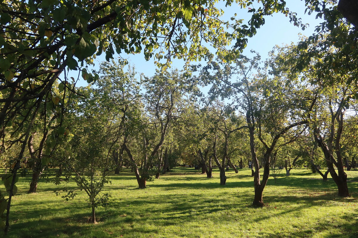Яблоневый сад - Дмитрий И_ Яблоневый сад - Дмитрий И_