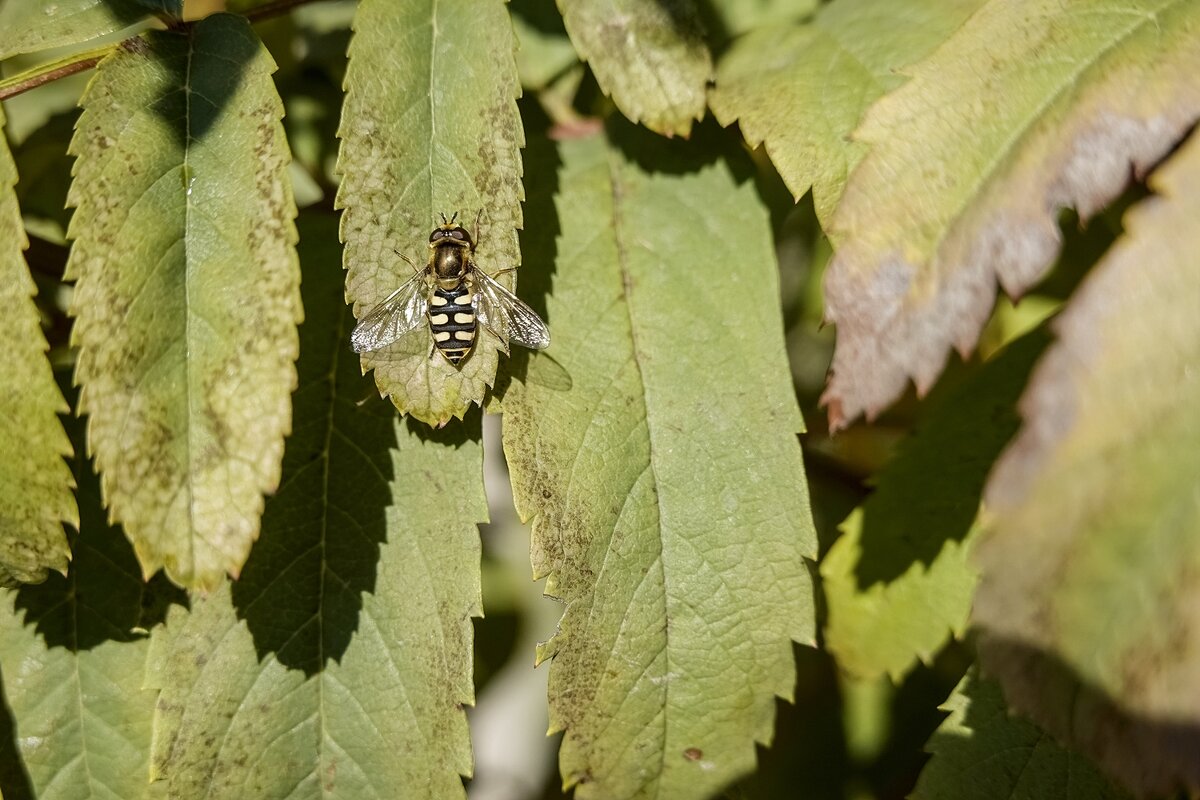 Журчалки ещё не спят - Валерий Иванович Журчалки ещё не спят - Валерий Иванович