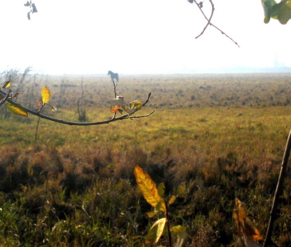 Поздняя осень...Конь в осеннем мареве! - Владимир 
