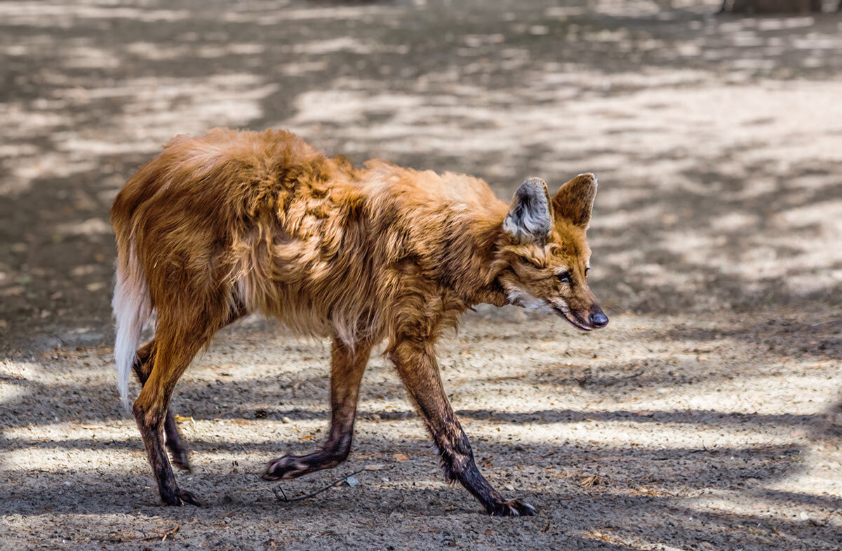 Гривистый волк - SanSan 