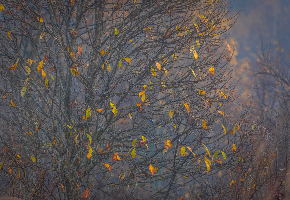 **** - Елизавета .