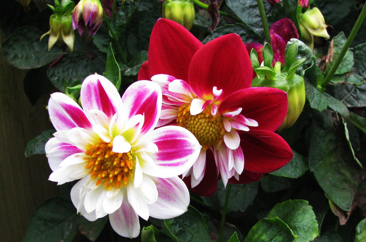 Красавицы - Людмила Смородинская