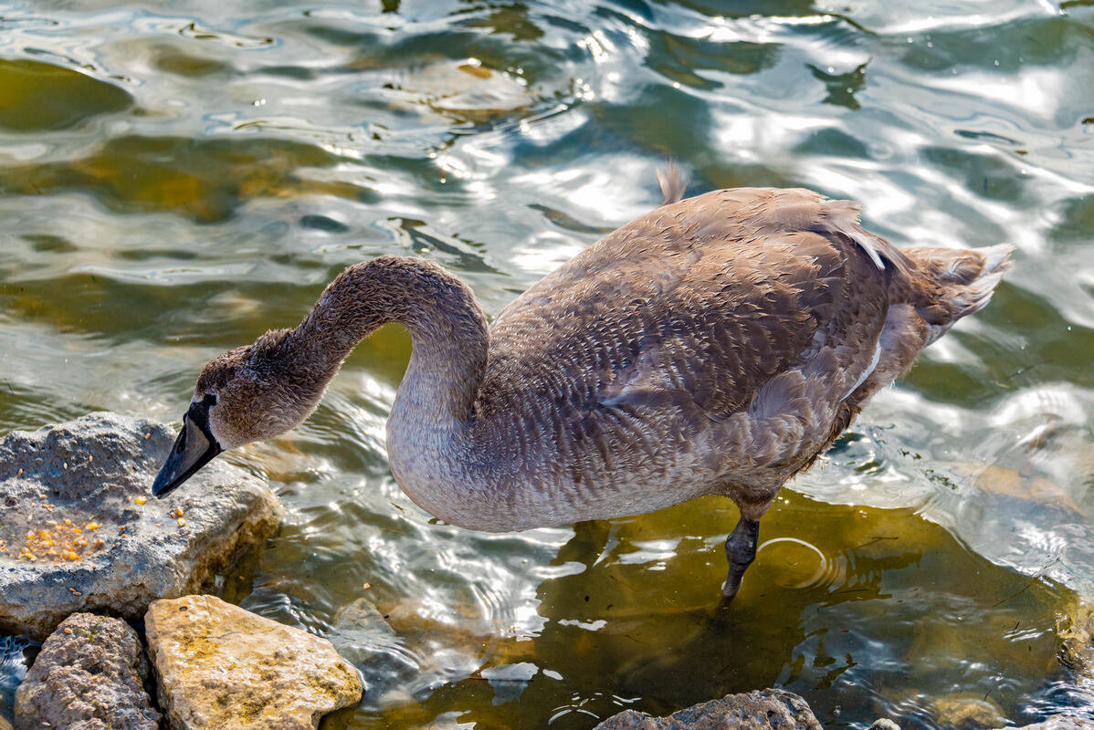 старший брат - Дмитрий Лупандин
