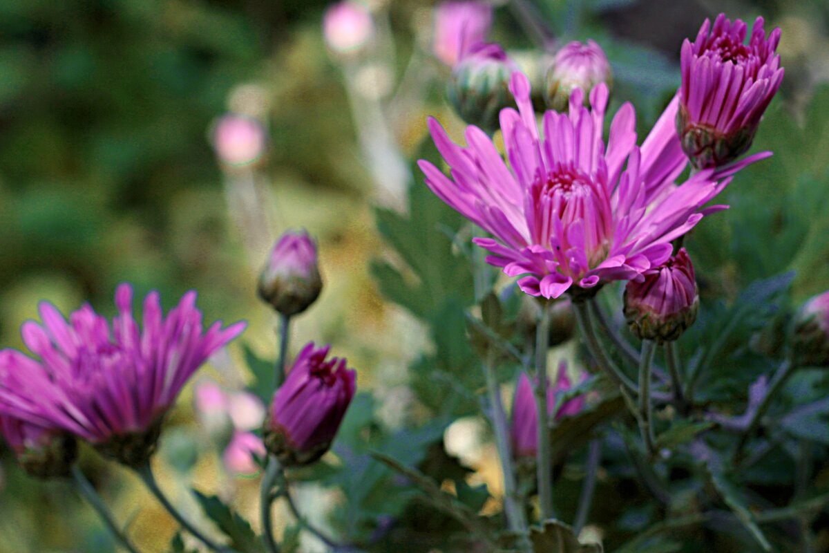 осень - Николай 